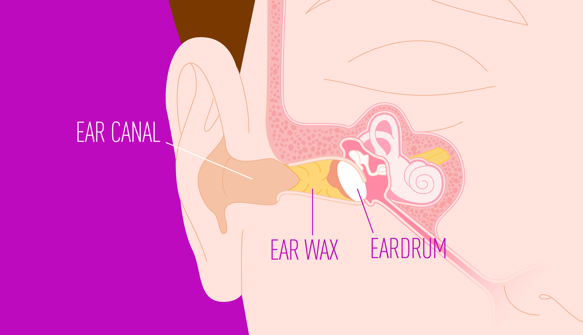 This is what your inside ear looks like.
