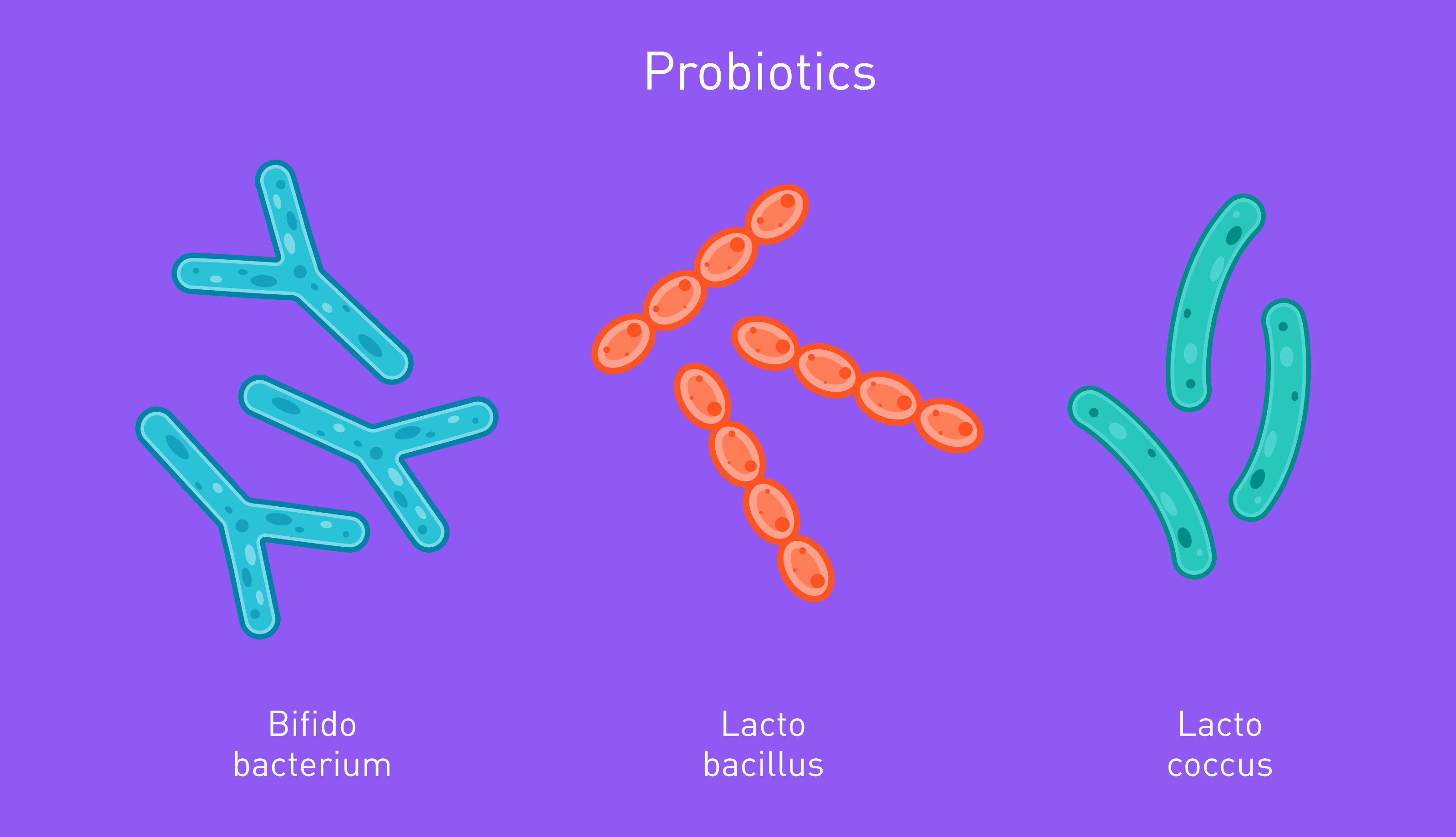 Probiotics combat the effects of antibiotics on good gut bacteria