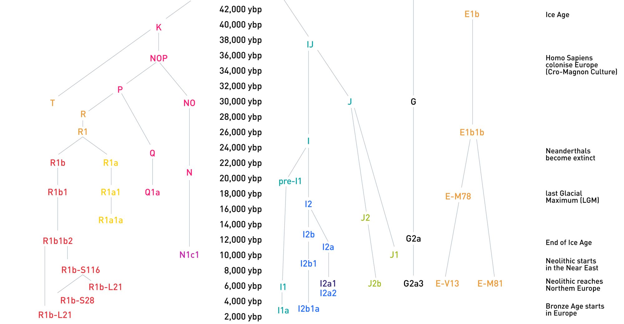 Genetic ancestry haplogroup tree by Atlas DNA Test
