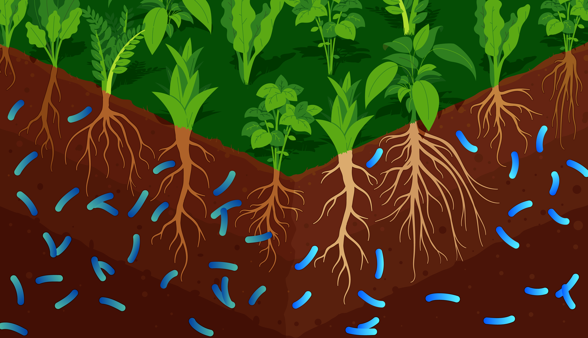 Best Soil-Based Organism (SBO) Probiotics
