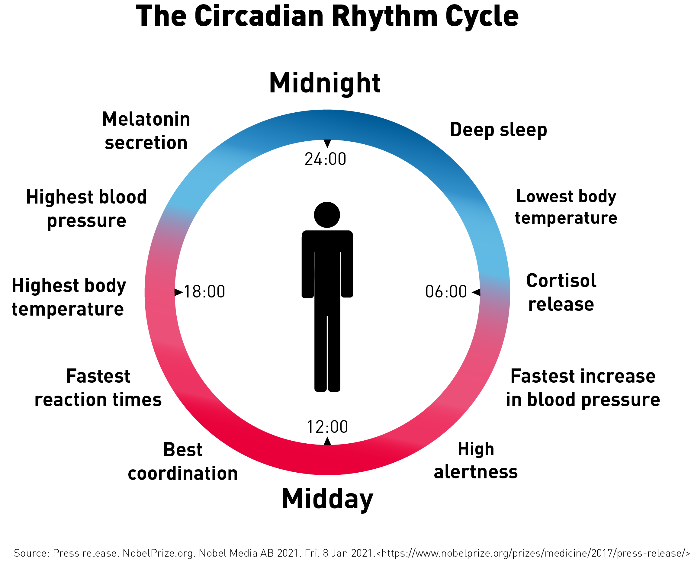 circadian rhythm chart by Atlas Biomed.