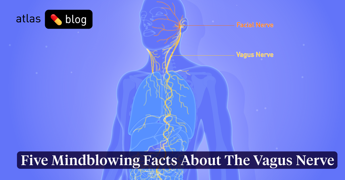 The Vagus nerve and how important is it to my overall Health?