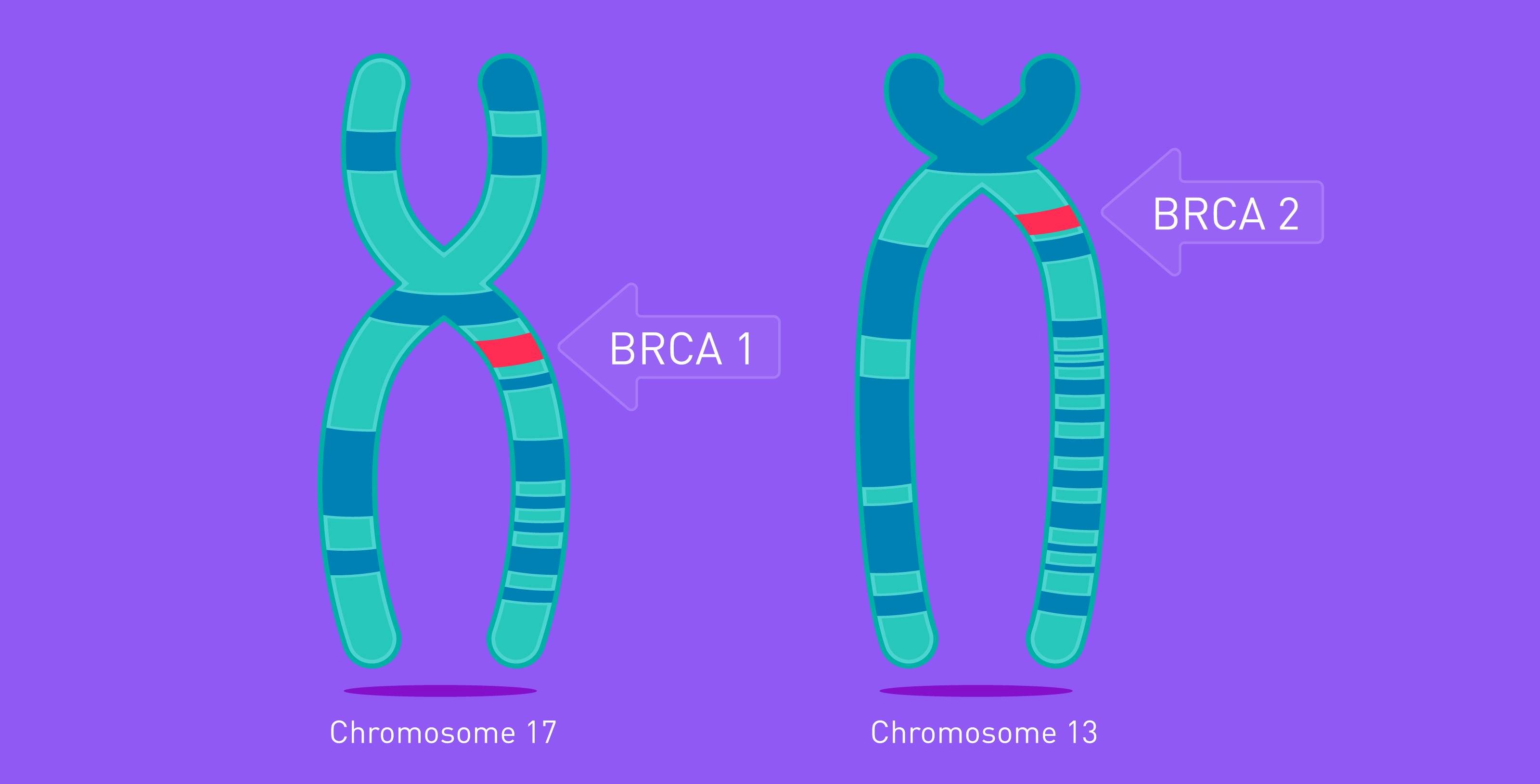 BRCA1 & BRCA2 Gene Mutations: How Do They Affect Cancer Risk?
