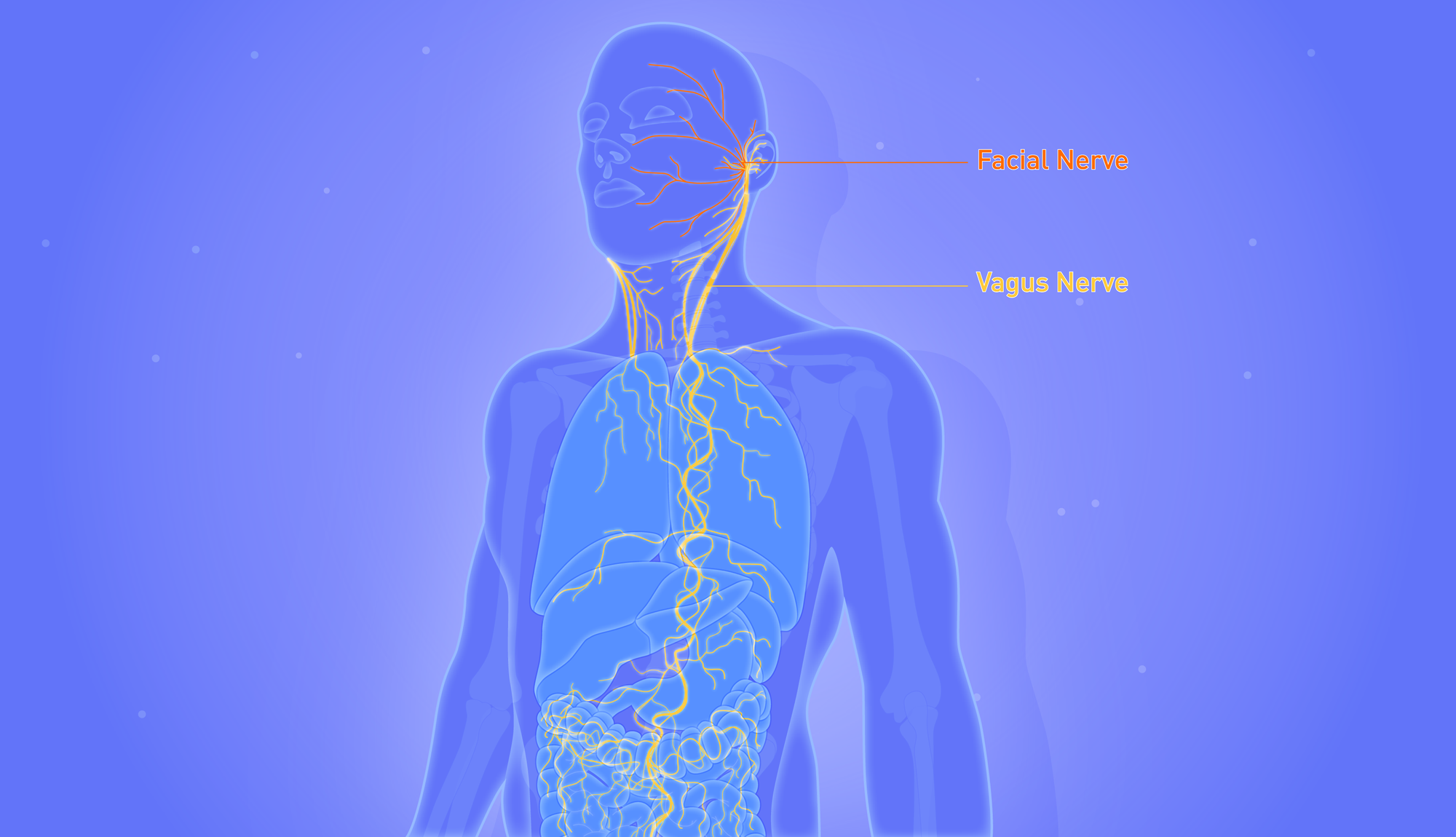 Six Mindblowing Facts About The Vagus Nerve